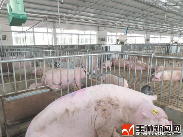 豬舍內安裝上智能化喂養設備。