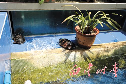 龜鱉養殖走出溫室回歸生態 養殖環保效益高