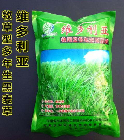 維多利亞多年生黑麥草---優(yōu)質飼草、公園、庭園及小型綠地、高速護坡、河道護坡牧草