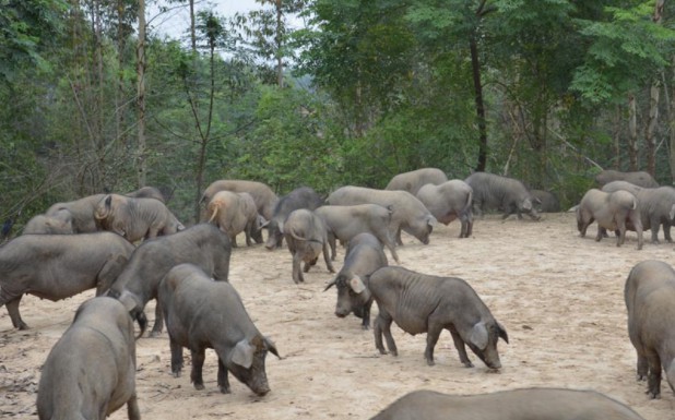 大化縣黑山豬，讓人一吃難忘土味十足的黑山豬品種，常年吃牧草等粗糧與半放養模式養殖是純天然無污染的高品質豬肉品種