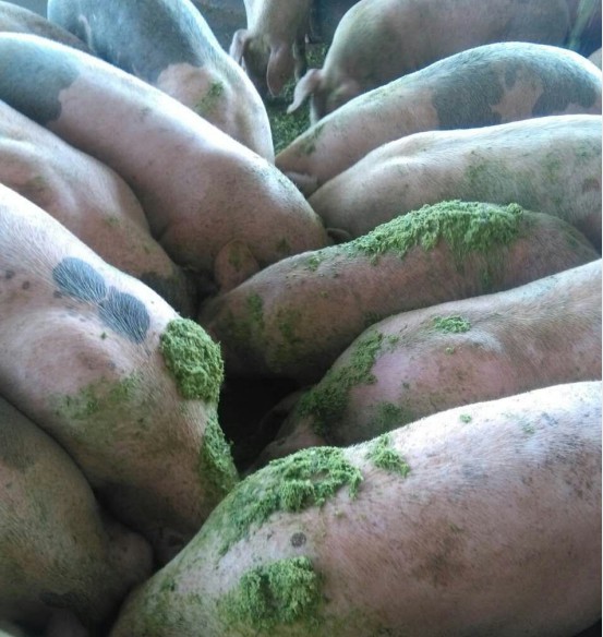 Snipaste_2024-08-22_22-29-43.jpg Snipaste_2024-08-22_22-29-43.jpg