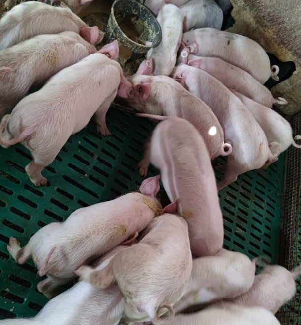 Snipaste_2024-08-22_22-29-31.jpg Snipaste_2024-08-22_22-29-31.jpg