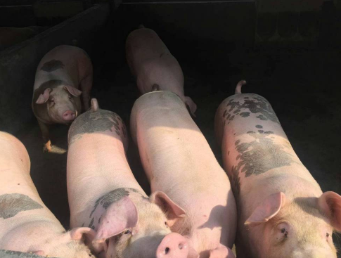 1505618167611137.png 1505618167611137.png