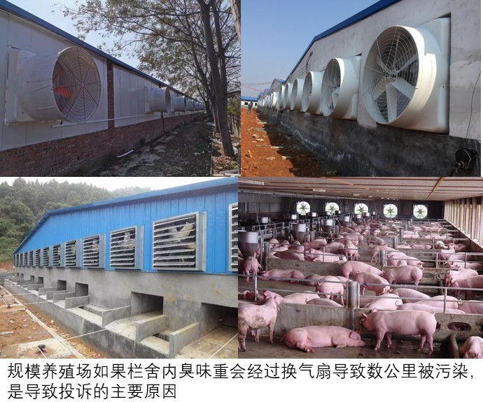 規(guī)模養(yǎng)殖場(chǎng)如果欄舍內(nèi)臭味重會(huì)經(jīng)過換氣扇導(dǎo)致數(shù)公里被污染,是導(dǎo)致投訴的主要原因.jpg 規(guī)模養(yǎng)殖場(chǎng)如果欄舍內(nèi)臭味重會(huì)經(jīng)過換氣扇導(dǎo)致數(shù)公里被污染,是導(dǎo)致投訴的主要原因.jpg