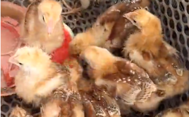 9d8d0ce6229ae3fd60db4f2d0ad5aea.png 9d8d0ce6229ae3fd60db4f2d0ad5aea.png