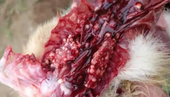 17D7A45599F352B3612F4B936AEA93C2.png 17D7A45599F352B3612F4B936AEA93C2.png