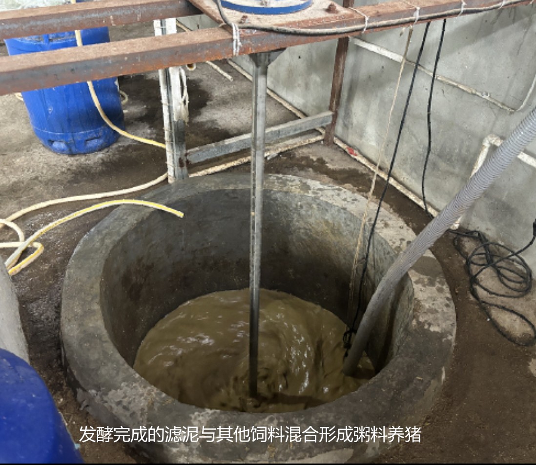 發酵完成的濾泥與其他飼料混合形成粥料養豬1.jpg