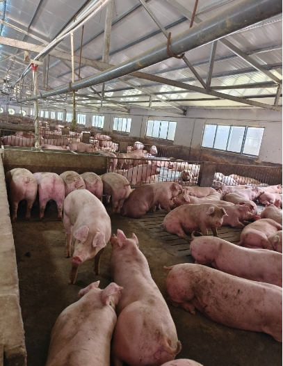 豬場圖片.png 豬場圖片.png