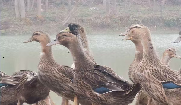 4847D415-F859-480A-844C-B0B32220F374.jpeg 4847D415-F859-480A-844C-B0B32220F374.jpeg