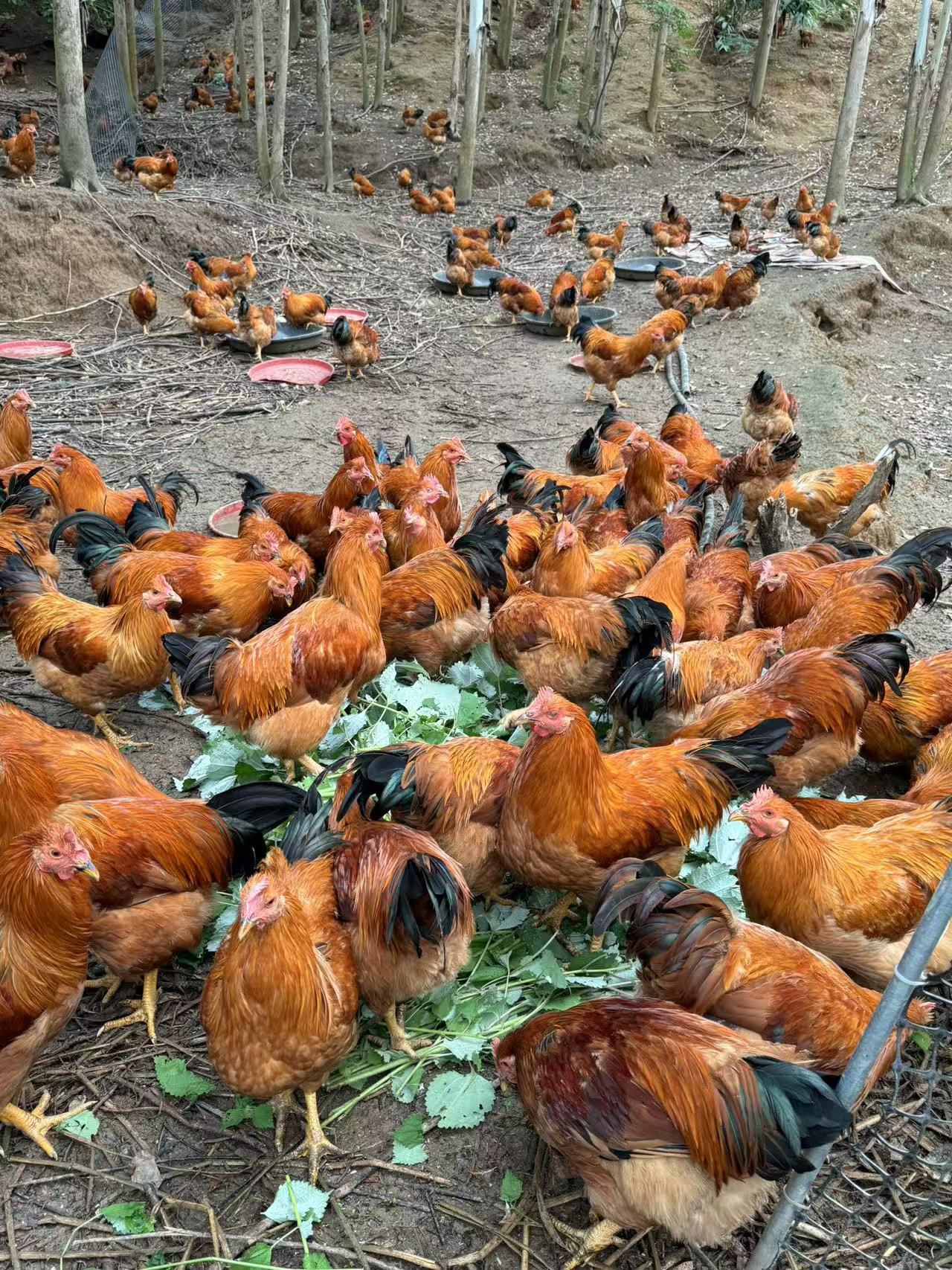 711BABC7E0A0688B1EED9860BF3A995A.png 711BABC7E0A0688B1EED9860BF3A995A.png