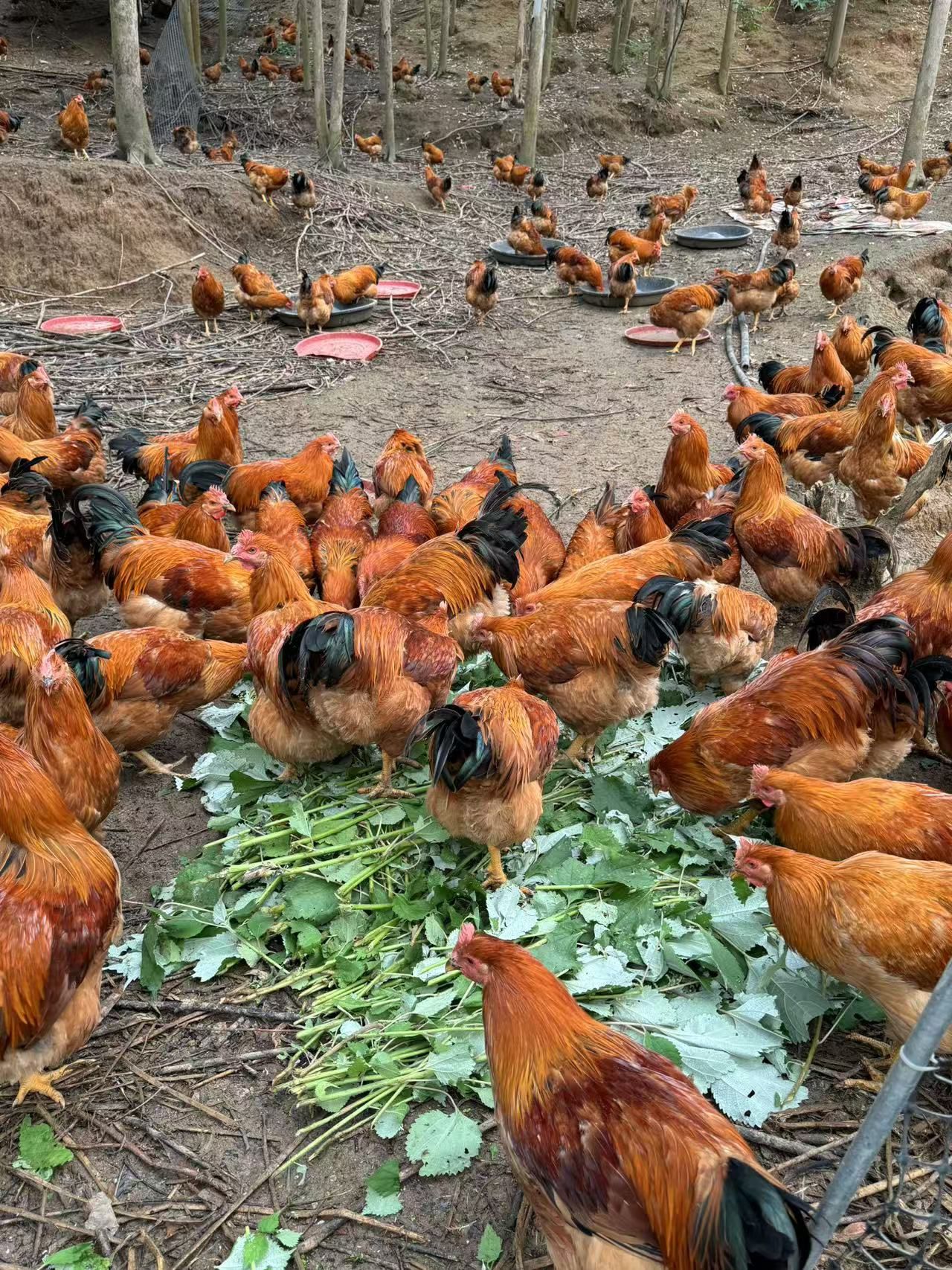 75964810F336DA738A2DF16A71A75C3B.png 75964810F336DA738A2DF16A71A75C3B.png