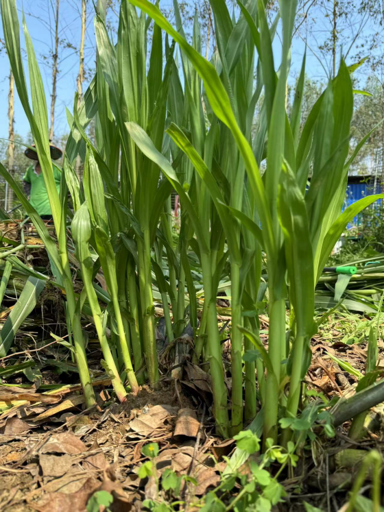 4EE41441893EFC025FBB02400386A21F.png 4EE41441893EFC025FBB02400386A21F.png