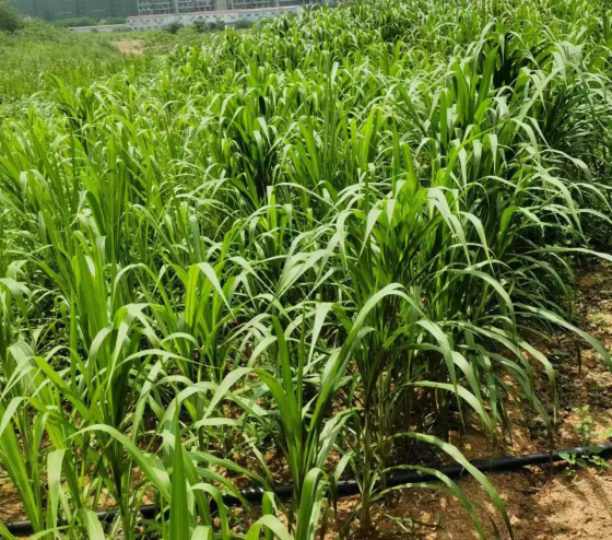 D62731AF6278E104E7A38C03D07B6C7D.png D62731AF6278E104E7A38C03D07B6C7D.png