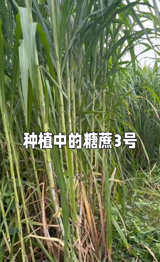 96ECB1323D4661FF3CCB218806139E97.png 96ECB1323D4661FF3CCB218806139E97.png