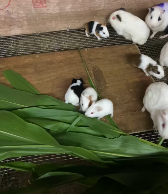 65D3CC1EE62EB372D6FB7D39B7EA0658.png 65D3CC1EE62EB372D6FB7D39B7EA0658.png