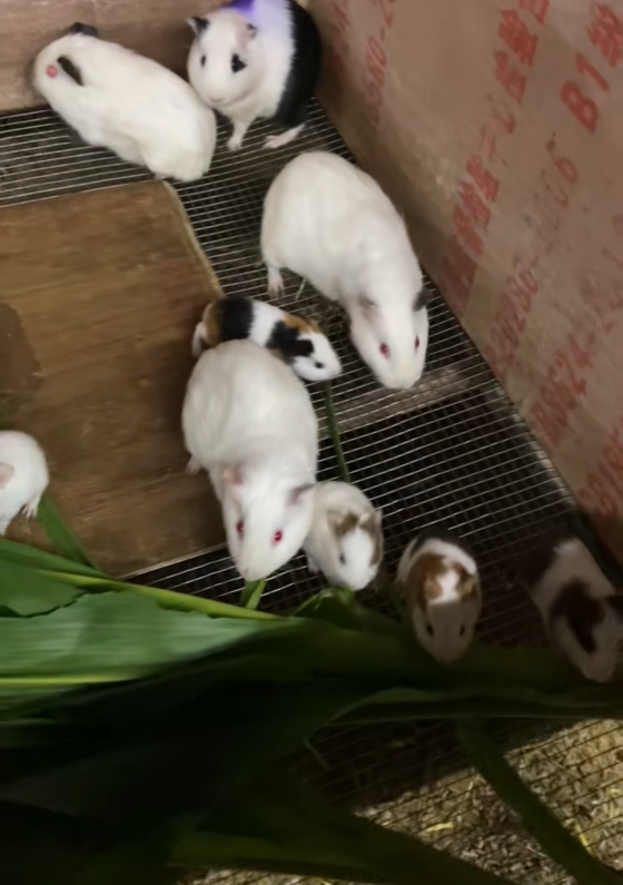 EB35A539F9E0226DBDFC913BDA70C3CB.png EB35A539F9E0226DBDFC913BDA70C3CB.png