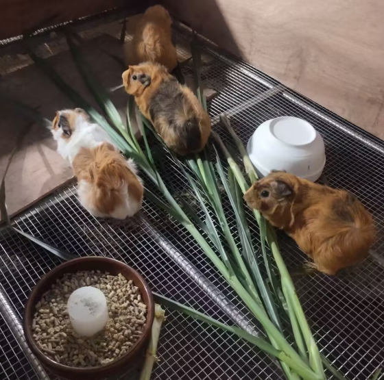 FCCE78A8B131FFF42FF66400D0C56B43.png FCCE78A8B131FFF42FF66400D0C56B43.png