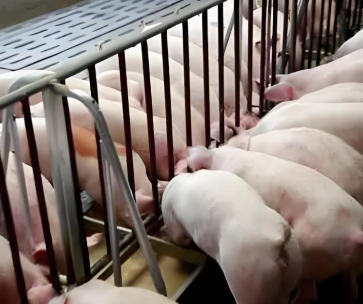 微信截圖_20241111150146.jpg 微信截圖_20241111150146.jpg