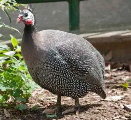 D600EA5EC603A82D08794287FE607D82.png D600EA5EC603A82D08794287FE607D82.png