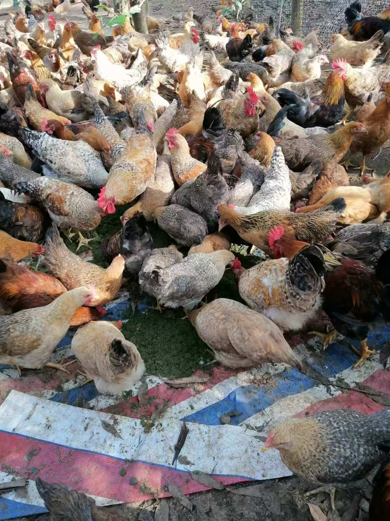 微信圖片_20241111161735.jpg 微信圖片_20241111161735.jpg