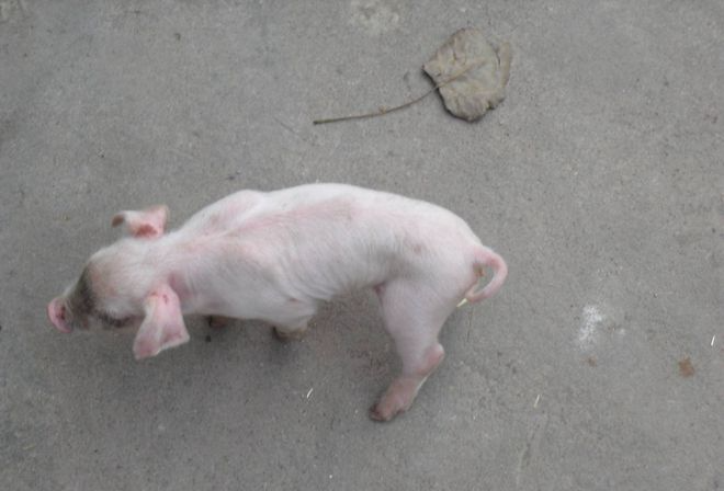 豬白肌病.png 豬白肌病.png