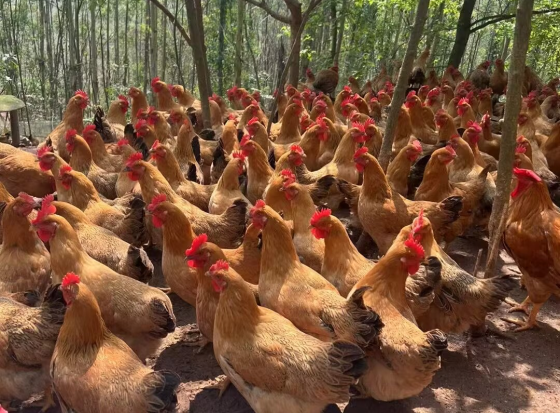 F09A84532AB83B92EE3C987820F45C3D.png F09A84532AB83B92EE3C987820F45C3D.png