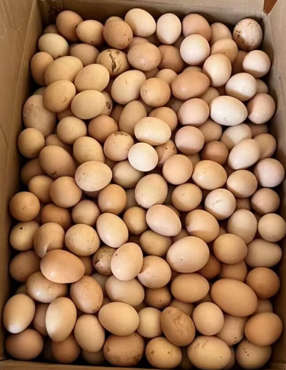 1ADBCBDB2CBA197E8F346DBAFD52B471.png 1ADBCBDB2CBA197E8F346DBAFD52B471.png