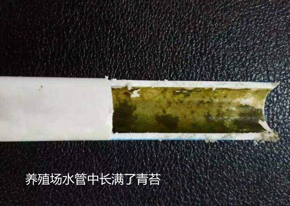 養(yǎng)殖場水管中長滿了青苔.jpg