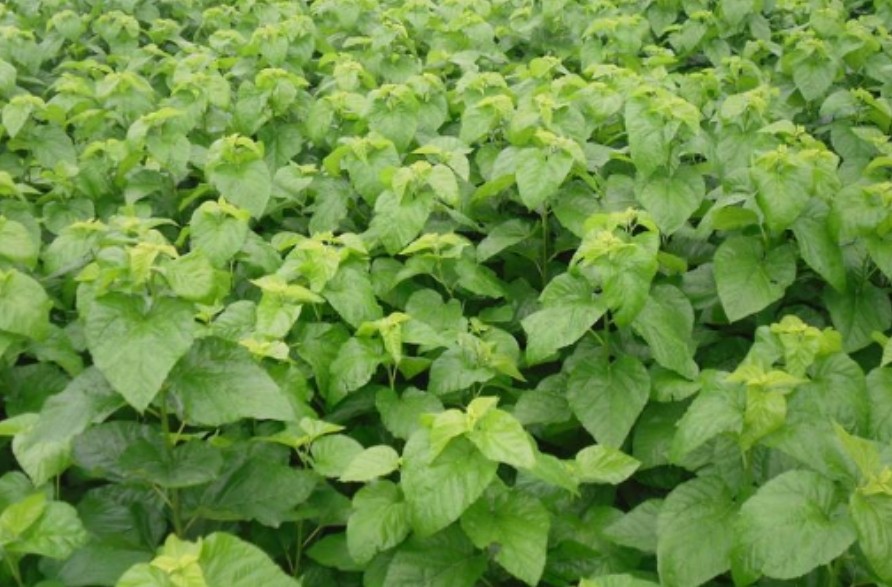 微信截圖_20241206101902.jpg 微信截圖_20241206101902.jpg