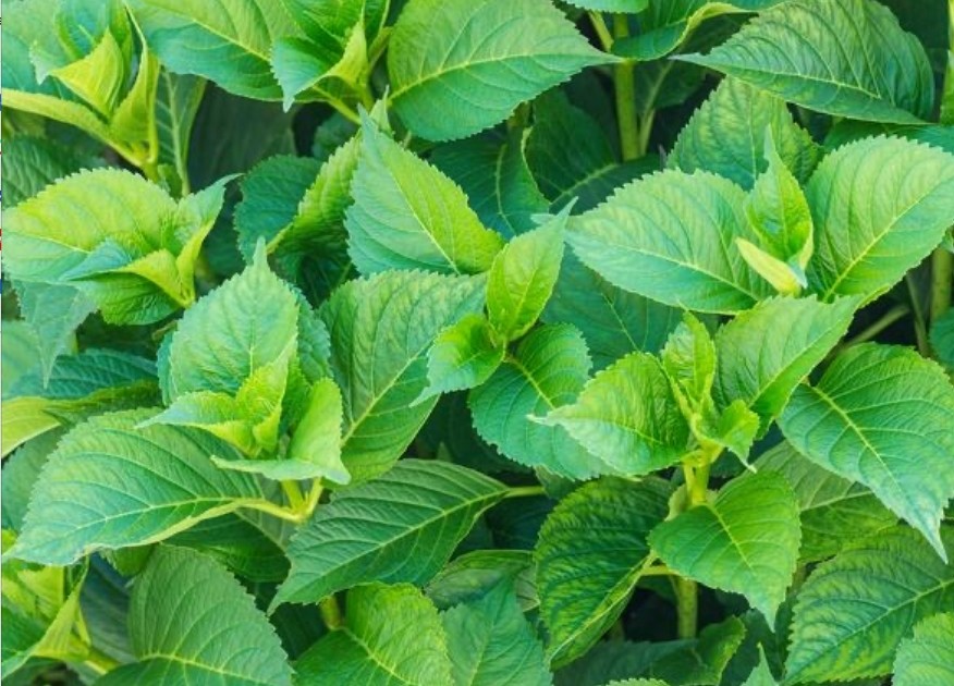 微信截圖_20241206101914.jpg 微信截圖_20241206101914.jpg