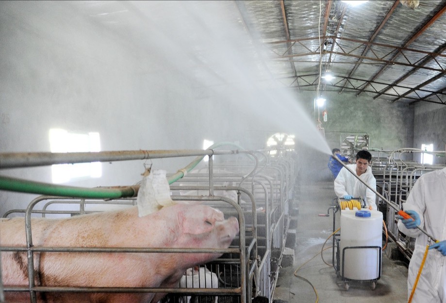 噴灑豬舍.jpg 噴灑豬舍.jpg