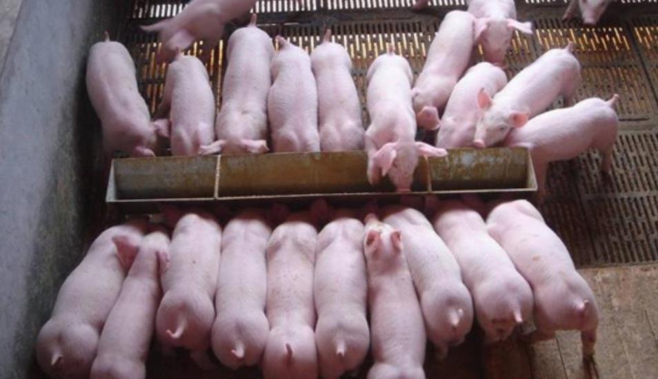 17235201414894346.jpg 17235201414894346.jpg