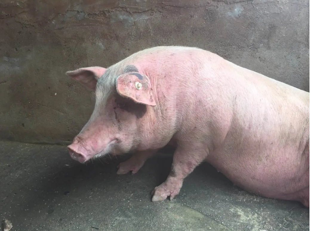 QQ瀏覽器截圖20241213110635.png QQ瀏覽器截圖20241213110635.png