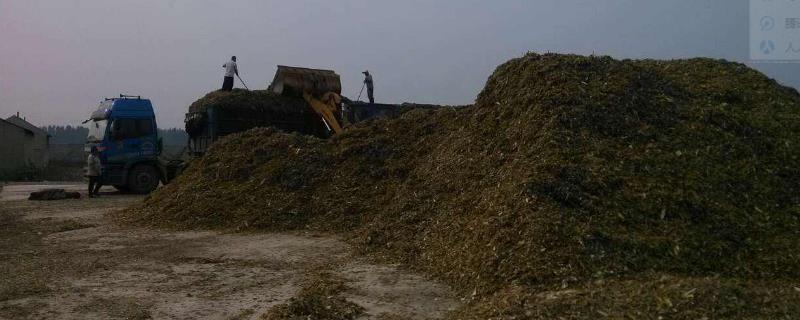 青儲飼料的制作方法,要用什么 青儲飼料的制作方法,要用什么