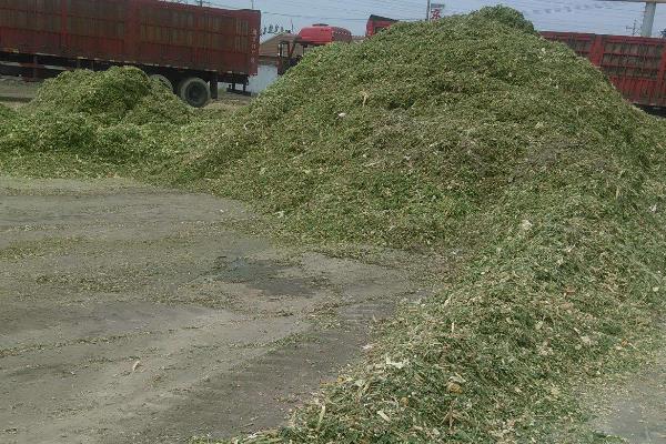 青儲飼料的制作方法,要用什么