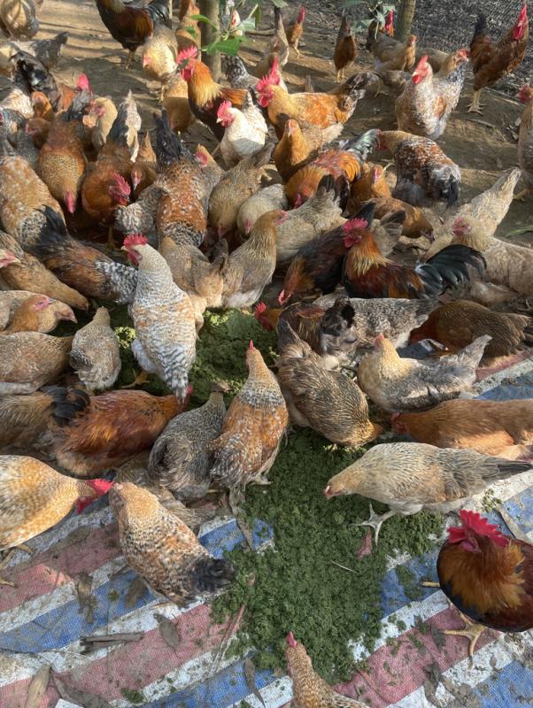 17313137161023725.jpg 17313137161023725.jpg