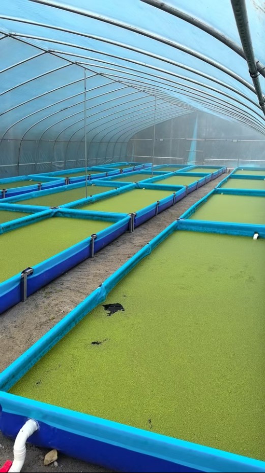 工廠化生產(chǎn)浮萍15.jpg 工廠化生產(chǎn)浮萍15.jpg