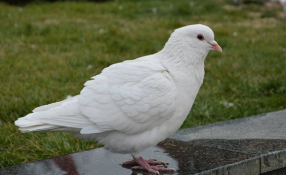 336A4BE55A4FEB1647ACEF7FA2214D57.png 336A4BE55A4FEB1647ACEF7FA2214D57.png