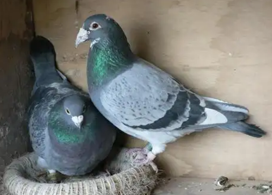 8881438E9D46CA1960A507E2AB24E53C.png 8881438E9D46CA1960A507E2AB24E53C.png