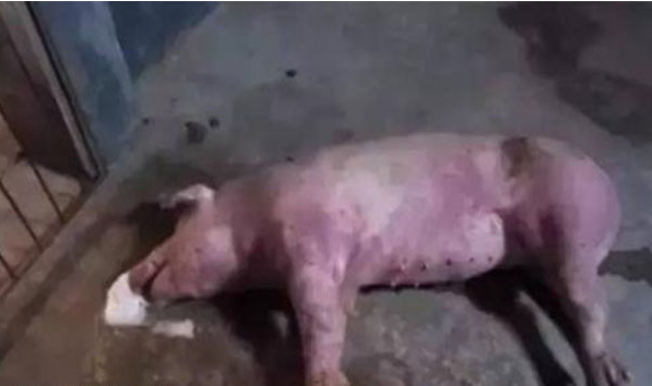 QQ瀏覽器截圖20241223090942.png QQ瀏覽器截圖20241223090942.png