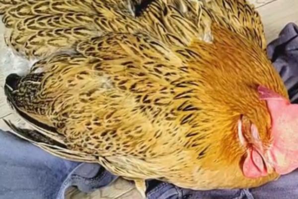 微信圖片_20241230104936.jpg 微信圖片_20241230104936.jpg