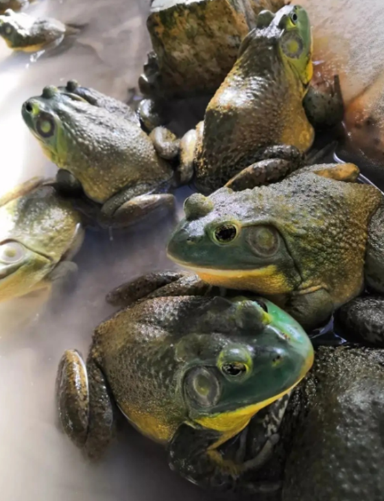 9D45CC0F599F93C358CFD35EEC116BED.png 9D45CC0F599F93C358CFD35EEC116BED.png