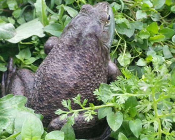 9FF11ECFDE21A28B5CEF398B4877CFCC.png 9FF11ECFDE21A28B5CEF398B4877CFCC.png