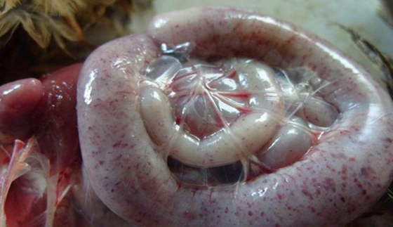 03375D6533BAA8224AFE84A48AFD6C48.png 03375D6533BAA8224AFE84A48AFD6C48.png