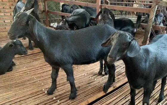 1D0C3A921DBD2B2F7BF0633CCBDC1080.png 1D0C3A921DBD2B2F7BF0633CCBDC1080.png