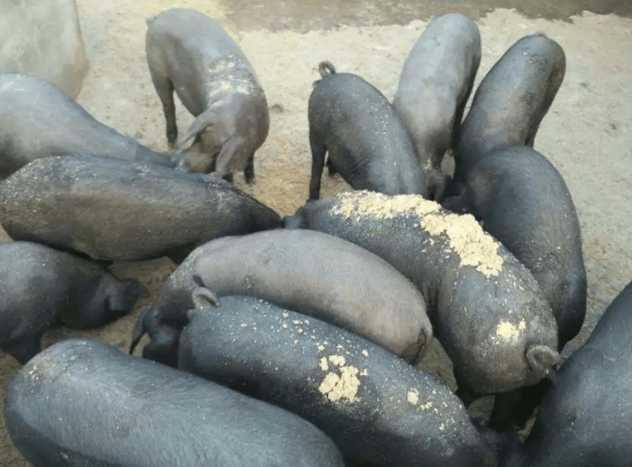 微信截圖_20250106113435.jpg 微信截圖_20250106113435.jpg