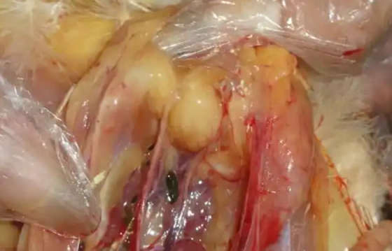 B19208F23D1DE6428F1ABE4F41CEF281.png B19208F23D1DE6428F1ABE4F41CEF281.png