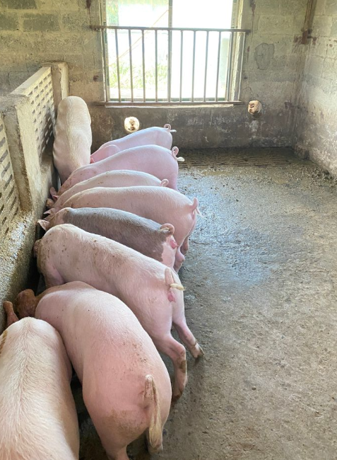 發酵牧草喂豬1.png 發酵牧草喂豬1.png