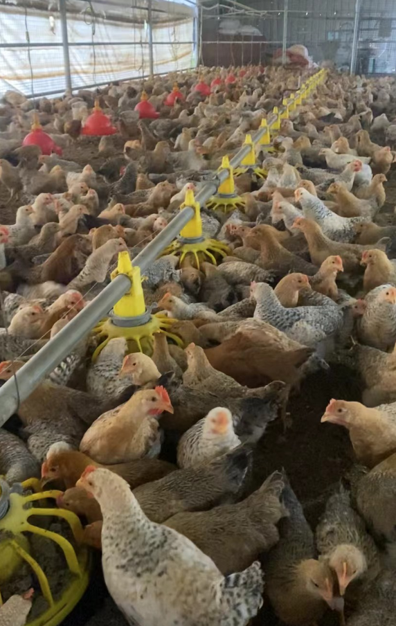 糖蔗濾泥(喂雞).png 糖蔗濾泥(喂雞).png