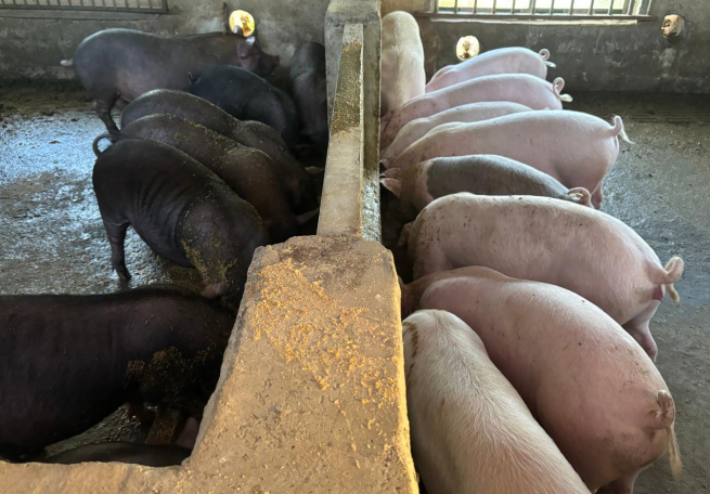 糖蔗濾泥(喂豬).png 糖蔗濾泥(喂豬).png